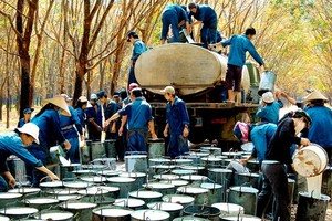 TRC tạm ứng cổ tức 15% bằng tiền mặt